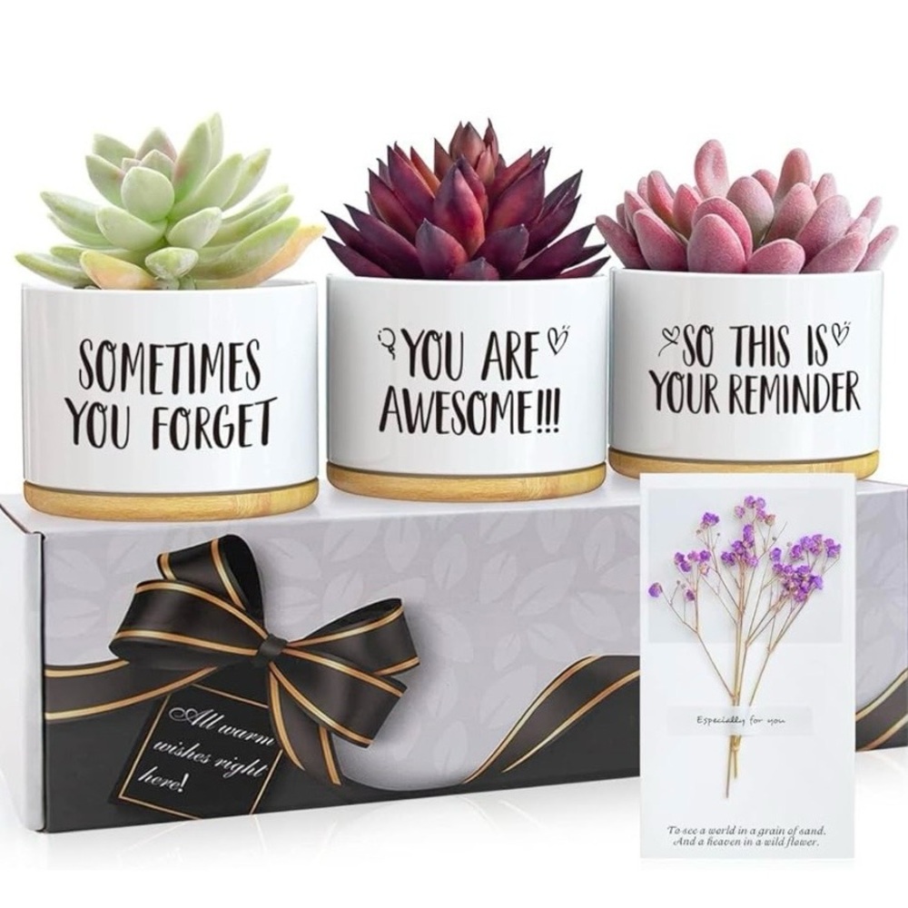 Set of Three Succulent Planters with Inspirational Quotes